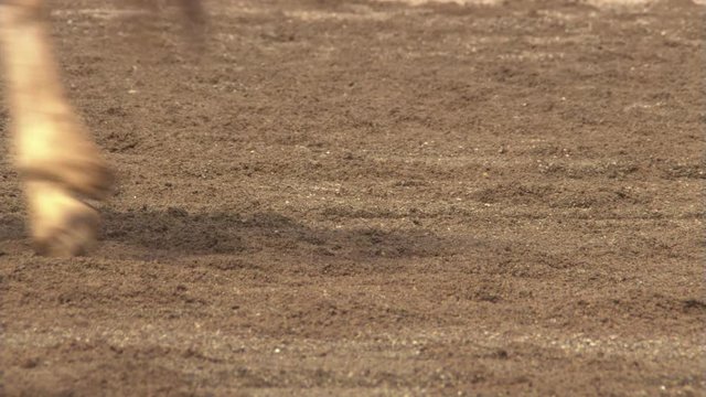 Close-up of horses' legs and hooves in blurred action on rodeo arena sand