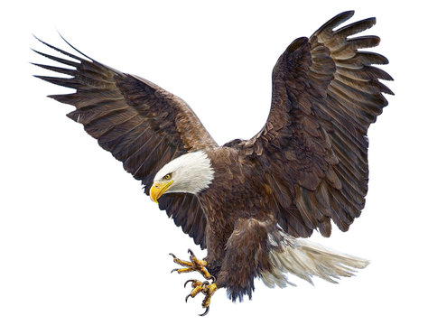 Bald eagle landing swoop hand draw and paint on white background illustration.