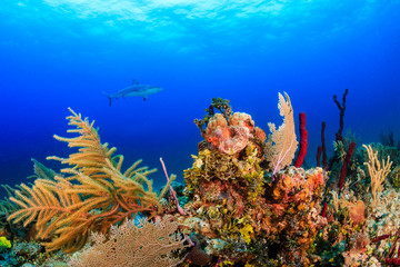 Fototapeta na wymiar Shark over a Coral Reef