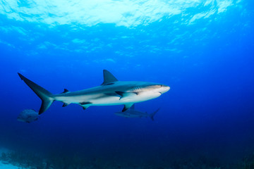 Reef sharks swimming in blue water