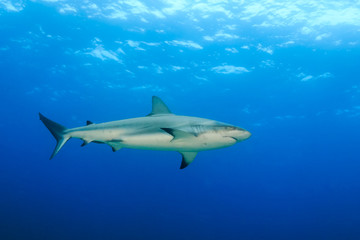 Fototapeta premium Reef Shark in Blue Water