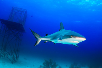 Shark Next to an Underwater Structure
