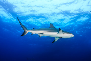 Fototapeta premium Reef Sharks in blue water