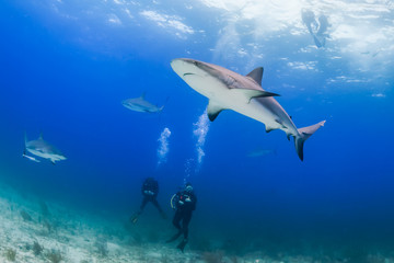 SCUBA Divers and Sharks