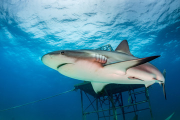 Fototapeta premium Reef Shark Closeup
