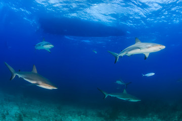 Obraz na płótnie Canvas Sharks under a dive boat