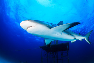 Reef Shark Swimming Next to a Manmade Structure