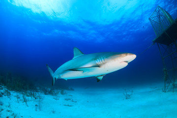 Fototapeta na wymiar Reef Shark Swimming Next to a Manmade Structure