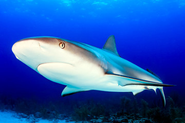 Obraz na płótnie Canvas Caribbean Reef Shark Colseup