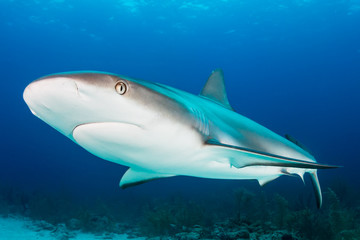 Obraz na płótnie Canvas Reef Shark Up Close