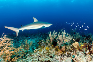 Fototapeta premium Reef Shark in the Bahamas