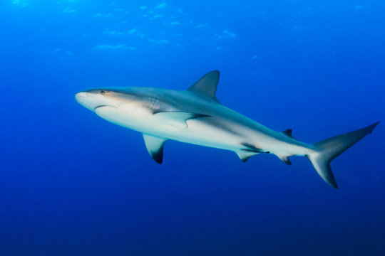 Reef shark in blue water