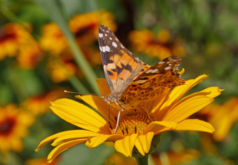 Painted Lady butterfly on yellow flower