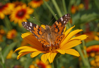 Painted Lady butterfly on yellow flower