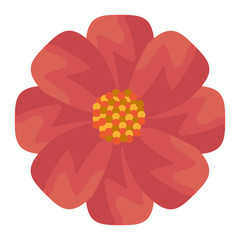 red and yellow flower front view over isolated background, vector illustration 