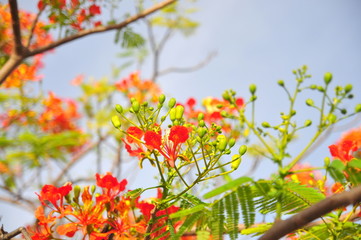 Tropical poinciana red flowers