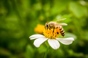 Close up of bee on white flower. Honey bee and white flower.