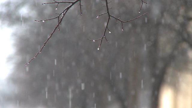 Rack focus on dripping twigs and a row of bare trees in a wet snowfall