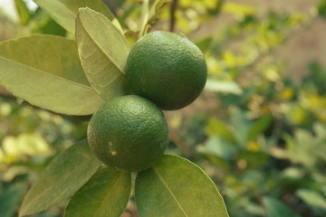 lime in plantation