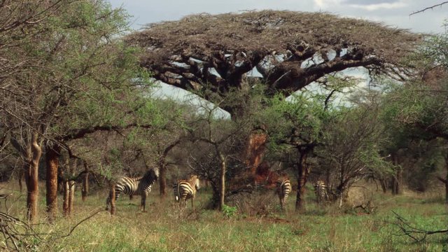 Zebras walking toward banyan tree, Tanzania