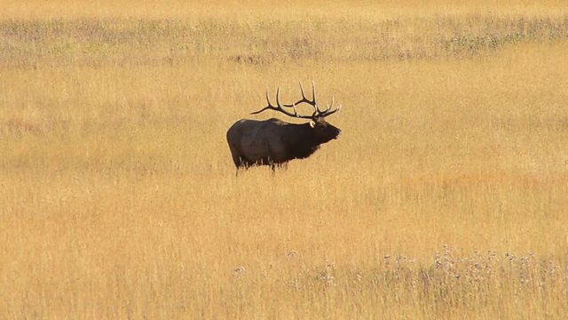 Bull Elk Bugling