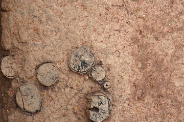 tree stump in nature