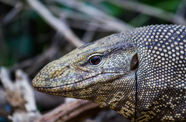 Monitir lizard