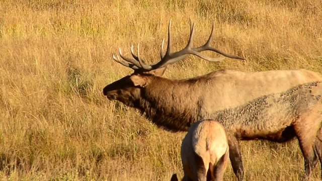 Bull and Cow Elk