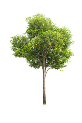 Fototapeta premium Tree isolated on white background