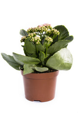 Куст каланхоэ в горшке на белом фоне
