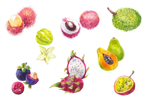 Thailand's exotic fruits watercolor