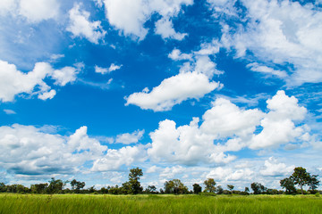 Green grass and blue sky landscape