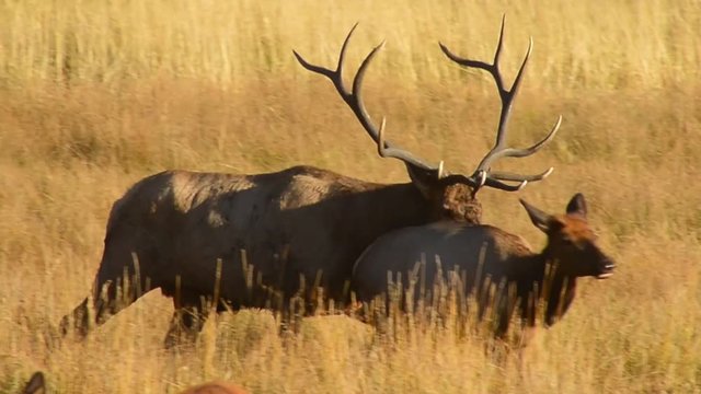 Bull and Cow Elk