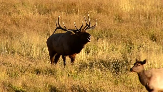 Elk Bugling