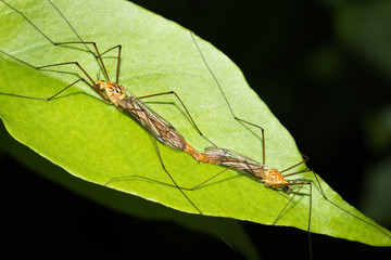 This is a photo of one kind of mosquito, was taken in XiaMen exhibition garden, China.