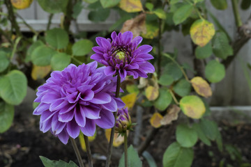 Purple Dahlia Pinnata