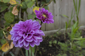 Obraz premium Purple Dahlia Pinnata