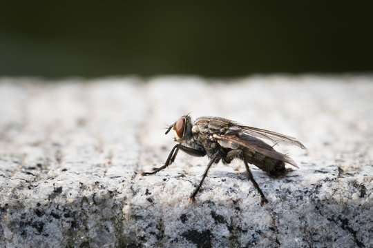 This is a photo of a fly, was taken in XiaMen exhibition garden, China.