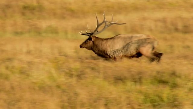 Bull Elk running