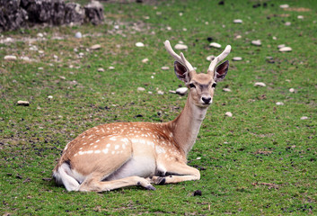 Damhirsch / Bock, Jung / Liegend auf Wiese