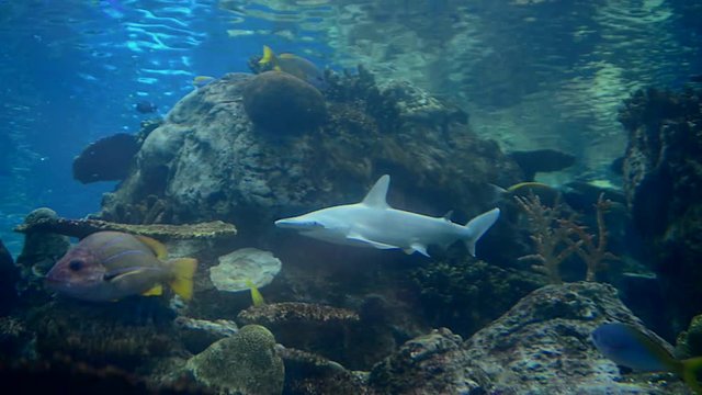 Bonnet head shark swimming in an aquarium