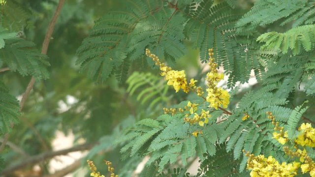 Copper pod flower are shoots shaking with wind