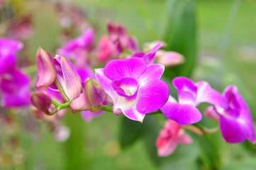 Purple Orchid flower in a park