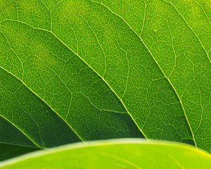 Leaf