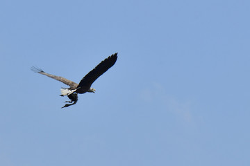 Seeadler mit Haubentaucher als Beute im Flug