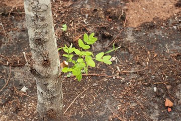 tree bark texture with green plants.