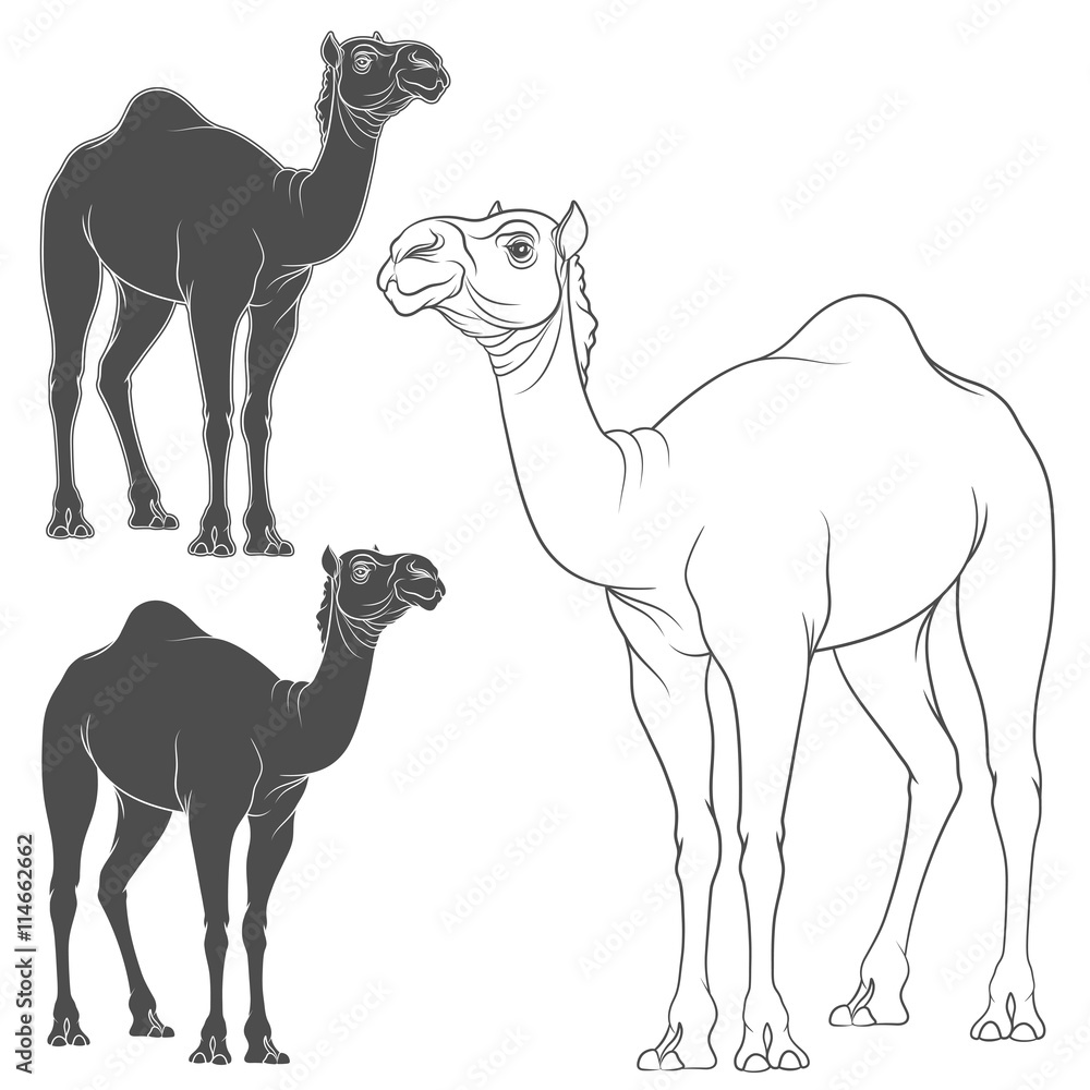 Aufkleber set of vector image of a camel. isolated objects on a white background.