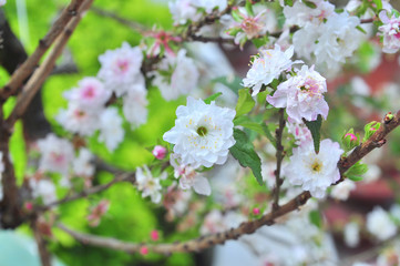 Obraz premium White apricot blossom in the spring