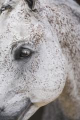 Fototapeta premium Grey Arabian 