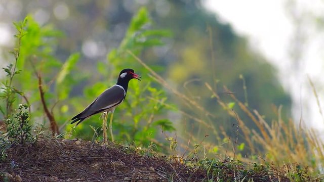red-wattled lapwing bird is standing on the ground with windy condition